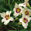 Hemerocallis Pandora's Box